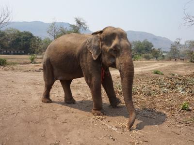 Elephant Conservation Image by Mittmac from Pixabay