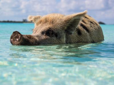Exuma Beach, Bahamas Photo by Forest Simon on Unsplash Exuma Beach, Bahamas Photo by Forest Simon on Unsplash