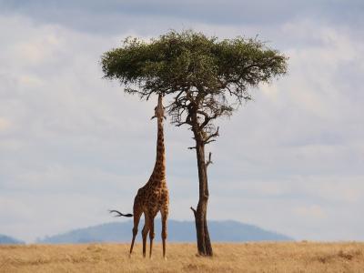 Kenya - Image by HowardWilks from Pixabay Kenya - Image by HowardWilks from Pixabay