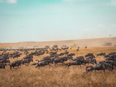 Great Migration of Wildebeest in Kenya Photo by <a href="https://unsplash.com/@hgudka97?utm_source=unsplash&utm_medium=referral&utm_content=creditCopyText">Harshil Gudka</a> on <a href="https://unsplash.com/s/photos/kenya?utm_source=unsplash&utm_medium=referral&utm_content=creditCopyText">Unsplash</a>