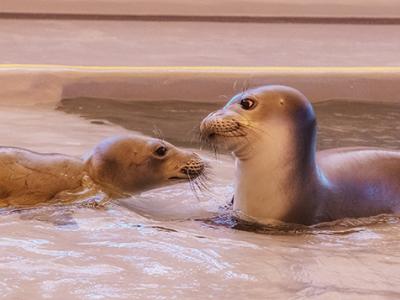 Hawaiian Monk Seals - http://www.marinemammalcenter.org http://www.marinemammalcenter.org/what-we-do/ke-kai-ola/about-ke-kai-ola.html