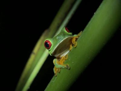 Costa Rica - tree frog photo by C Lissner