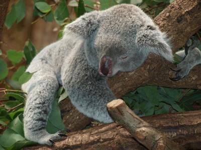 Koala Eyre Peninsula Koala Eyre Peninsula
