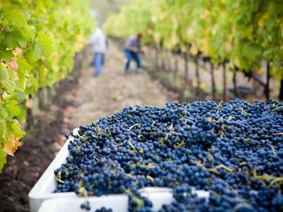 Grape Harvest at Lasseter Winery in Glen Ellyn, California Photo by <a href="https://unsplash.com/@lasseterwinery?utm_source=unsplash&utm_medium=referral&utm_content=creditCopyText">Lasseter Winery</a> on <a href="https://unsplash.com/s/photos/wine-harvest?utm_source=unsplash&utm_medium=referral&utm_content=creditCopyText">Unsplash</a>