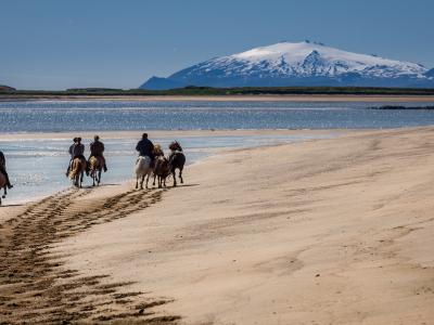 Icelandic Horses Icelandic Horses