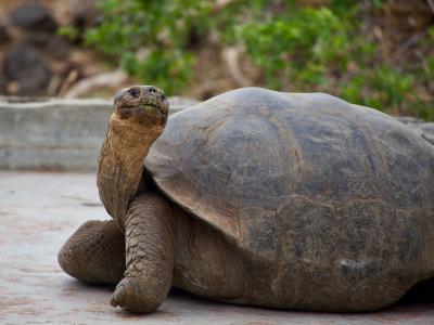 Galapagos Islands magdalena-kula-manchee-7xx3avptaqi-unsplash.jpg