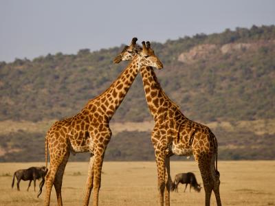 Tanzania Photo by <a href="https://unsplash.com/@magdalenakulamanchee?utm_source=unsplash&utm_medium=referral&utm_content=creditCopyText">Magdalena Kula Manchee</a> on <a href="https://unsplash.com/s/photos/tanzania?utm_source=unsplash&utm_medium=referral&utm_content=creditCopyText">Unsplash</a>
