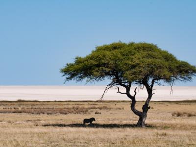 Etosha National Park Namibia Photo by Sam Power on Unsplash Etosha National Park Namibia Photo by Sam Power on Unsplash