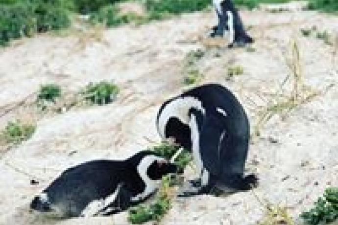 African Penguins