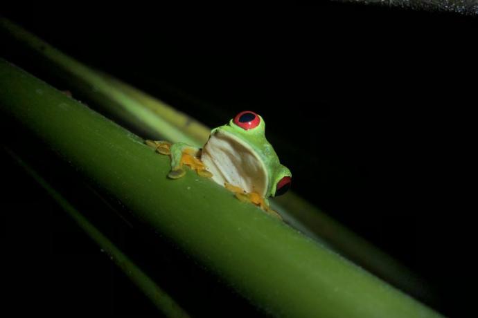 tree frog