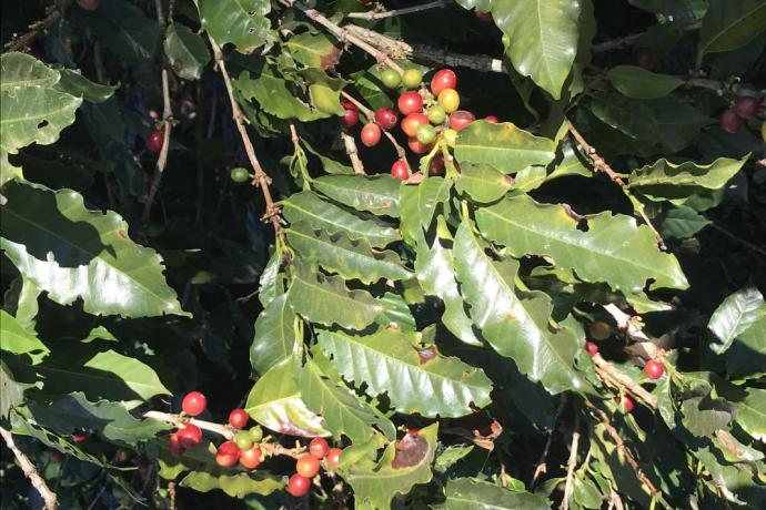 Coffee beans - San Jose