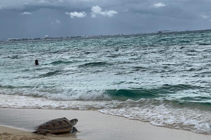 Grand Cayman Beach